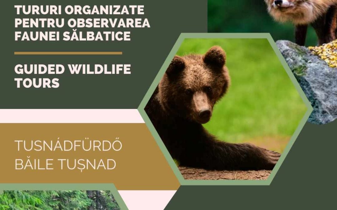 Observatorul de urși de lângă Băile Tușnad – Tururi organizate pentru observarea faunei sălbatice în apropierea orașului Băile Tușnad